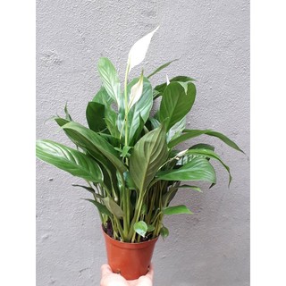 Cây Lan ý ( bạch môn)- bầu đất