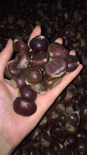 2KG HẠT DẺ TRÙNG KHÁNH TƯƠI LOẠI 1