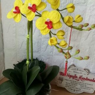 Combo hoa lan hồ điệp
