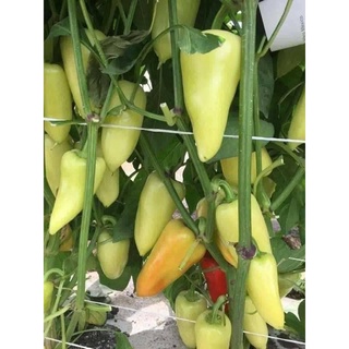Hạt giống ớt đùi gà 20 hạt