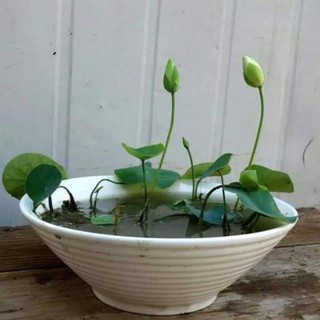 1 hạt sen nhật mini, hạt sen bát mini
