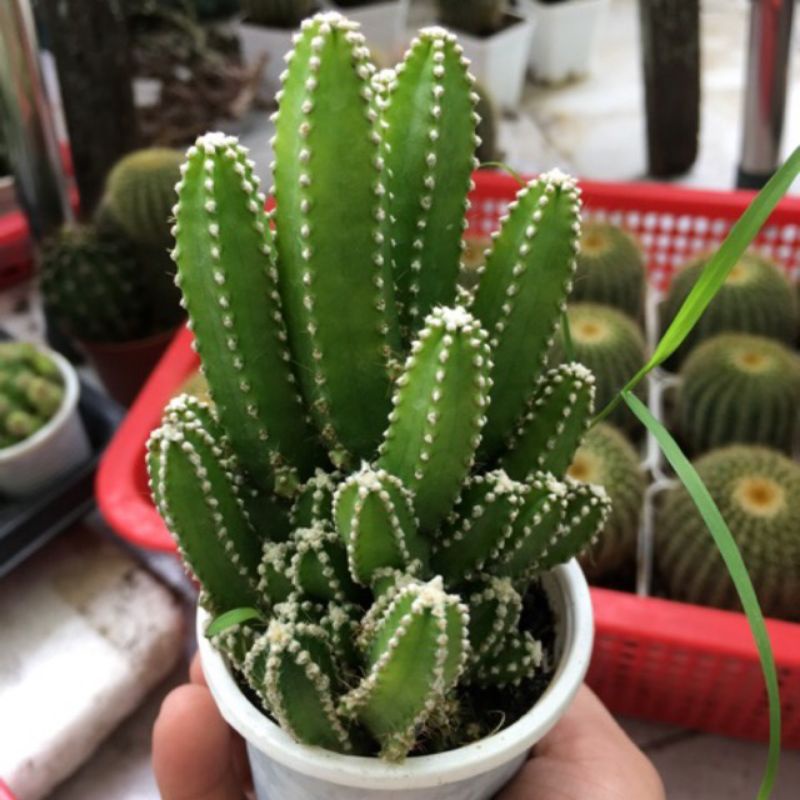 (Siêu sale 70%) Xương rồng thanh sơn hoa siêu đẹp gửi hình cuối.
