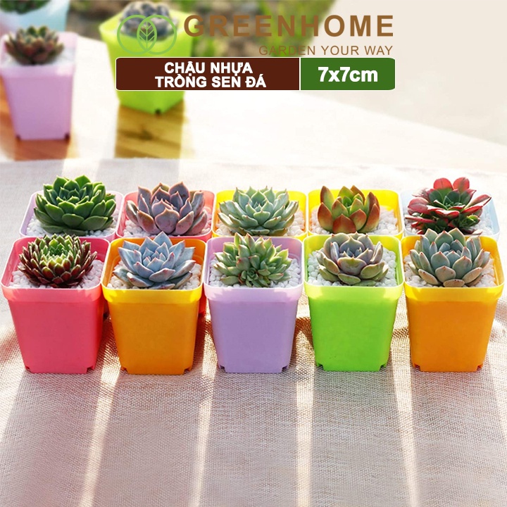 Bộ 10 Chậu nhựa trồng sen đá, 7x7cm, bền, đẹp, màu sắc hiện đại, màu ngẫu nhiên, không dĩa |Greenhome