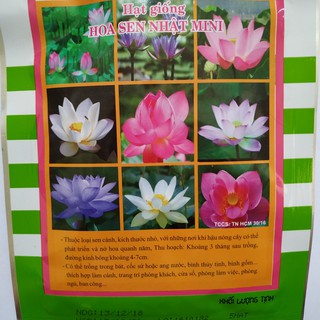 Hạt Giống HOA SEN NHẬT MINI
