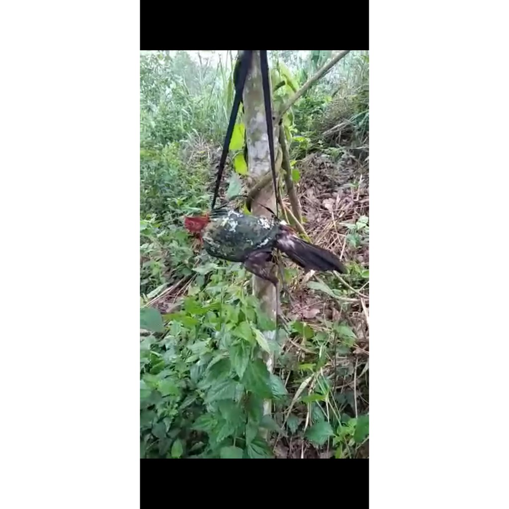 Túi bổi cho gà cưng thoải mái khi di chuyển | BigBuy360 - bigbuy360.vn