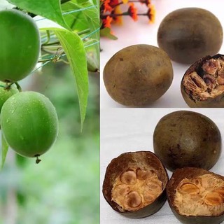 Quả La Hán, La Hán Phà Trà Uống Thanh Nhiệt