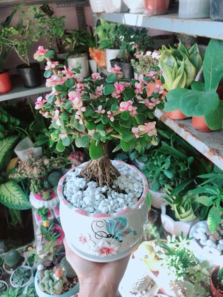 Chậu Cây Cành Vàng Lá Ngọc
