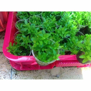 cây thủy sinh rau thơm lá cạn
