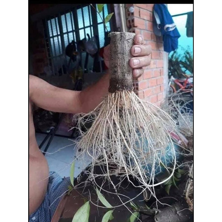 Siêu Kích rễ roots90 30ml - Hàng chính hãng Thần Nông Đất Việt