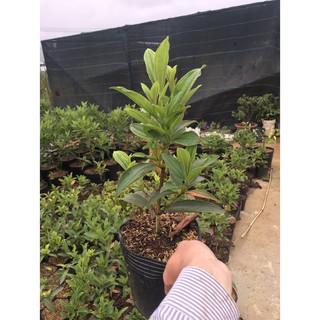 Cây giống hoa Mua Úc