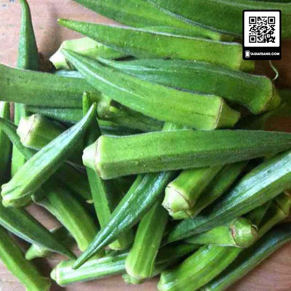 Hạt giống đậu bắp xanh cao sản - Shop hạt giống Tạ Gia Trang
