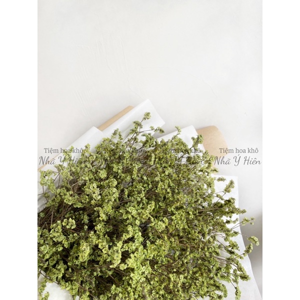 Hoa sao thủy tinh khô, Hoa khô trang trí nhà cửa, chụp ảnh, cắm lọ