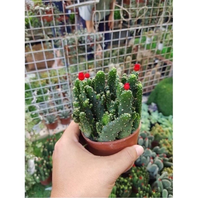 Sương Rồng Để Bàn Đa Dạng Mẫu Mã