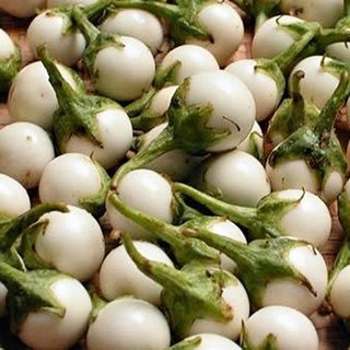 0.5g Hạt giống Cà pháo trắng 