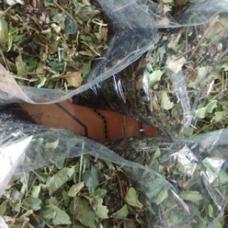 chè vằng sao khô 1kg