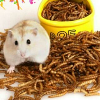 Sâu rang mini cho hamster nhím sóc