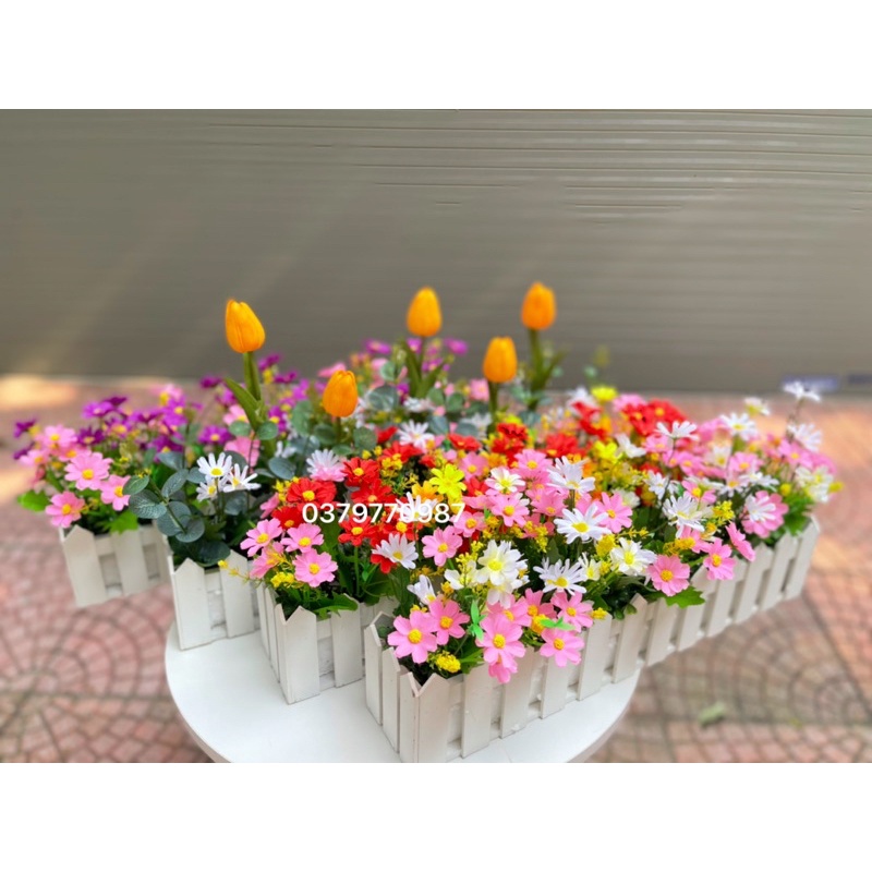 Hoa cúc baby loại 1 bông nở to đẹp