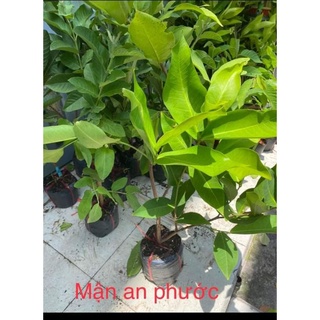 Cây Mận An Phước Đỏ