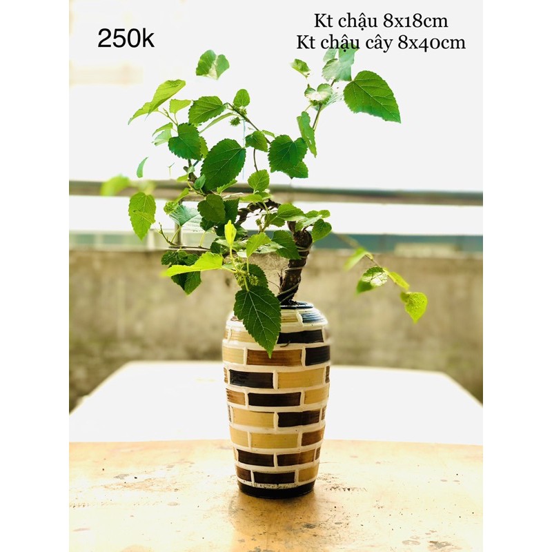 Chậu dâu tằm bonsai