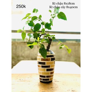 Chậu dâu tằm bonsai