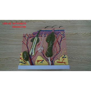 Mô hình cấu tạo các lớp da
