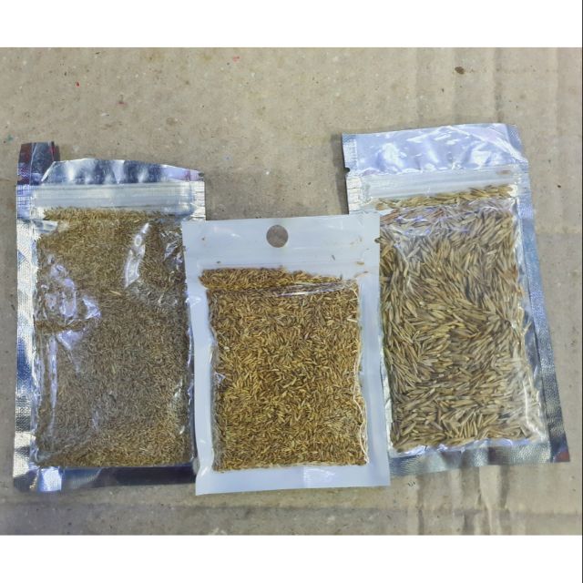 COMBO BỘ 2 HẠT GIỐNG THỦY SINH NGƯU MAO CHIÊU LÙN CAO 10G