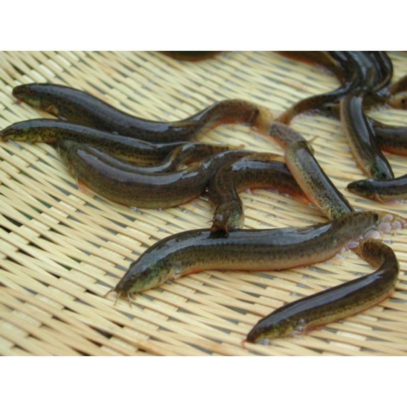 Cá chạch  đồng tươi 1kg sạch chuẩn ngon - HNH Food Farm