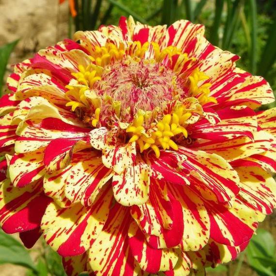 30 Hạt Giống Hoa Cúc Lá Nhám CandyStripe