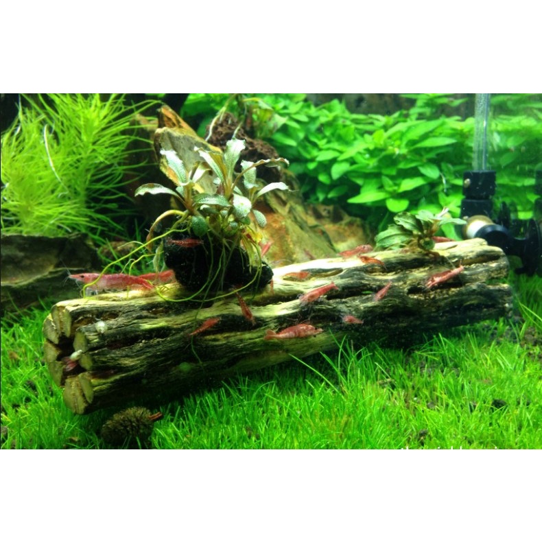 Lũa xương rồng Cholla Cactus 15xcm