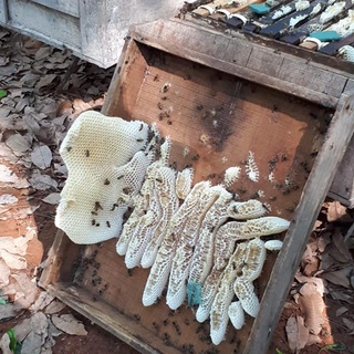 Mật Ong Hoa Cà Phê