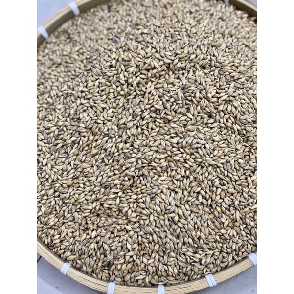Lúa mạch thức ăn cho gà ,chim,vẹt,hamster