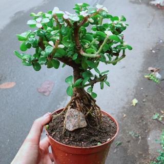 Cây đô la thân cổ thụ