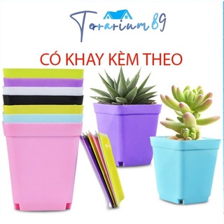 Chậu nhựa trồng cây màu pastel sang chảnh 10cm*10cm