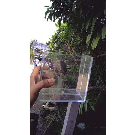 Hồ show Betta 2 ngăn keo trong dấu keo