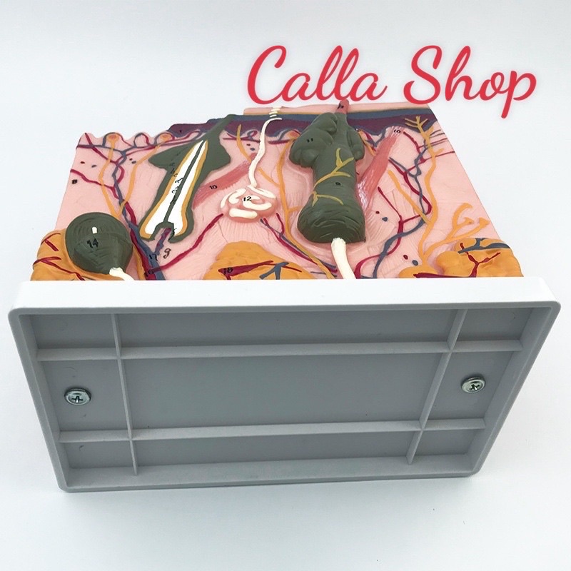 Mô hình giải phẫu da 50:1