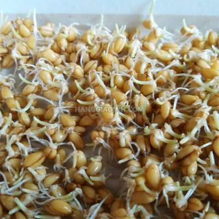Hạt giống mầm lúa mạch,lúa mì gói 20gr