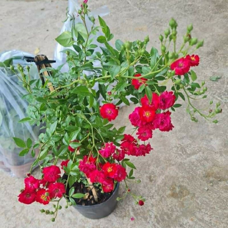 Hoa hồng Red Fairy - Giống hồng leo rủ bông chùm lớn rực đỏ