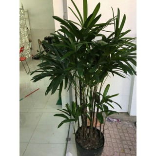 Cây Trúc Mây ( loại lớn )
