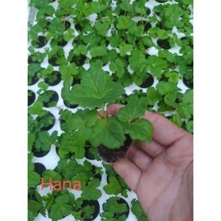 mua 10 tặng 2  Dâu Hana Cấy Mô Trong Vỉ