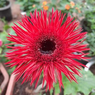 Cobmo 5 cây đồng tiền xước màu đỏ