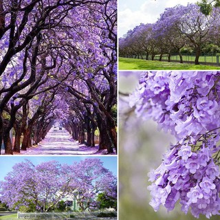 Hạt giống Hoa Phượng Tím 10 hạt