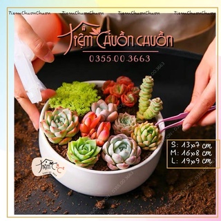 Combo 2 chậu ang sứ trồng cây - chậu đất gốm trồng sen đá - tiemchuonchuon - tiệm chuồn chuồn - sứ bát tràng