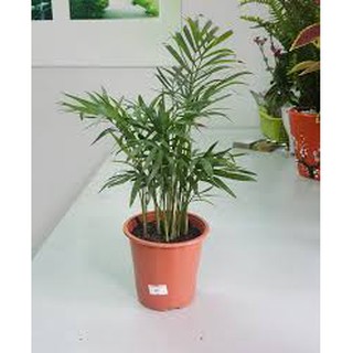 Cau Tiểu Trâm để bàn