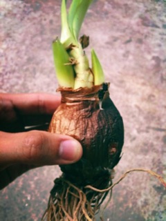 Củ lan huệ sọc hồng (2 củ/50k)