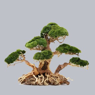Bonsai Cổ Thụ Đế Đá 3 Thân Size 20x15
