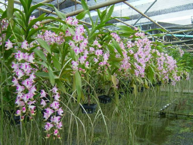 Giáng hương cửu bảo tiên trưởng thành sắp hoa