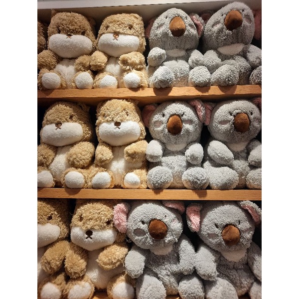 Gấu koala Miniso Dễ Thương