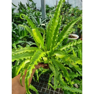 cây dương xỉ Hà Lan