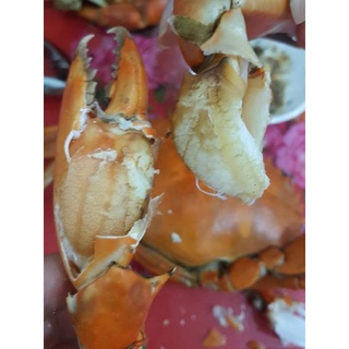 Cua chính gốc Cà Mau