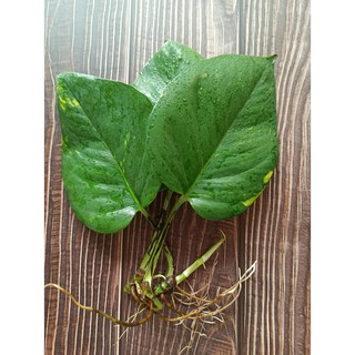 Cây trầu bà viền vàng, vạn niên thanh xanh tươi dễ sinh trưởng, loại thân siêu to